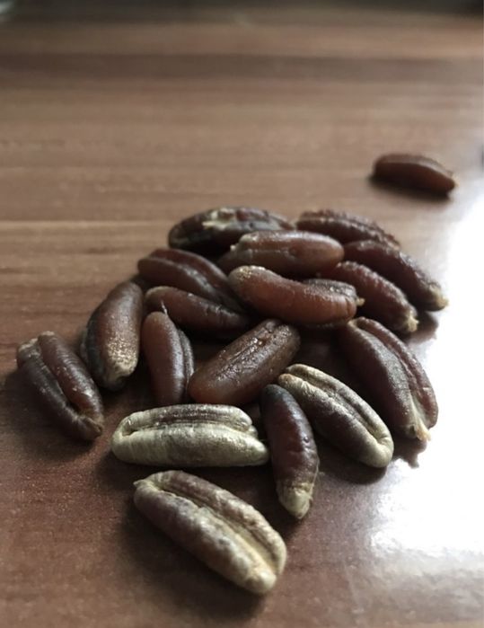 Nasiona palmy daktylowej