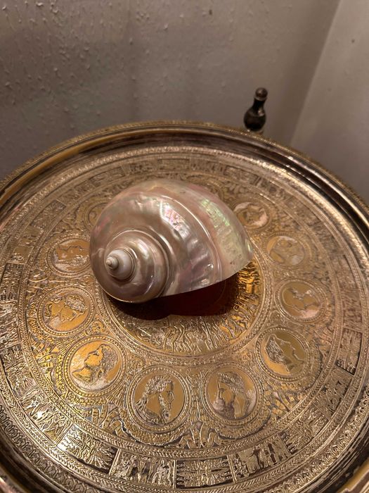 Concha natural turbo madrepérola grande decoração coleção naturalia