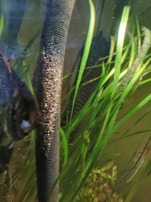 Sprzedam skalary czarne