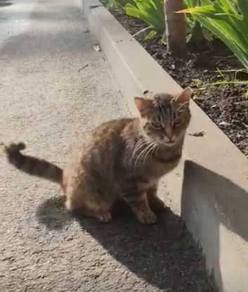 кошка очень ищет дом