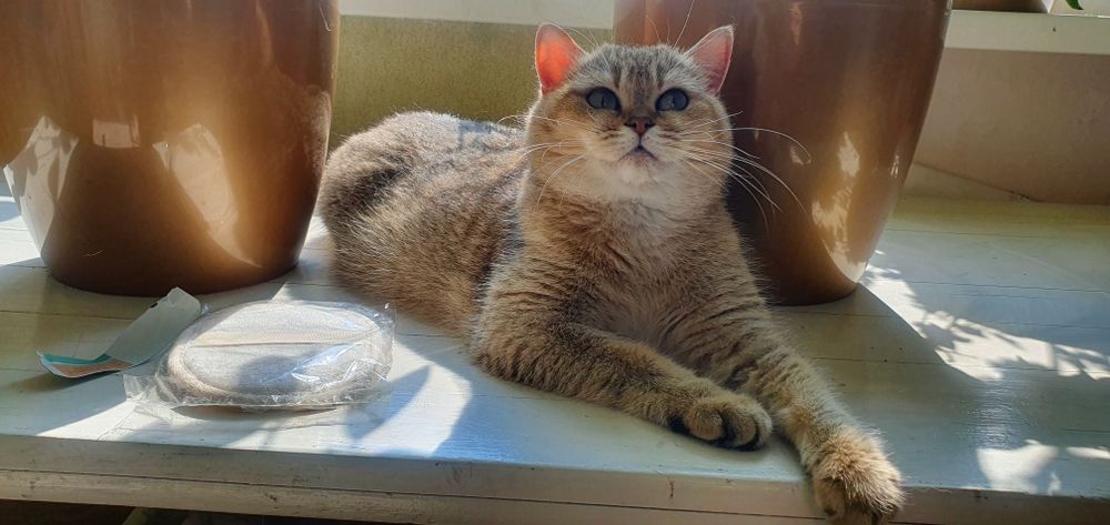 Розплідник пропонує дівчинку золотої шиншили в дорогому кольорі ny12