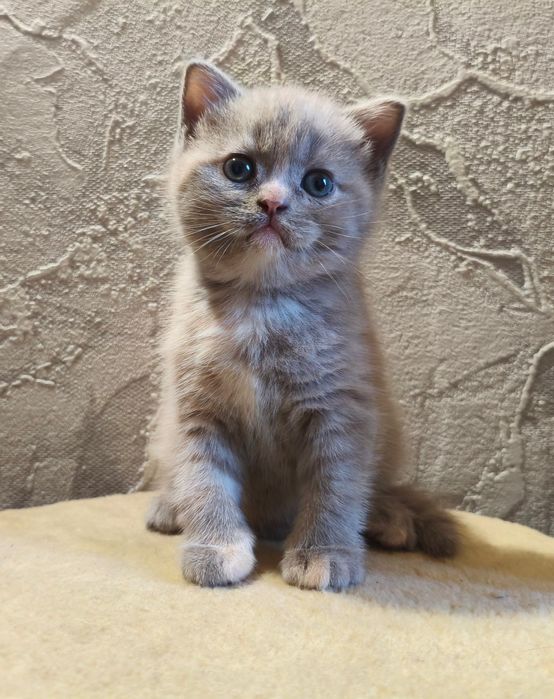 Продам британських котят