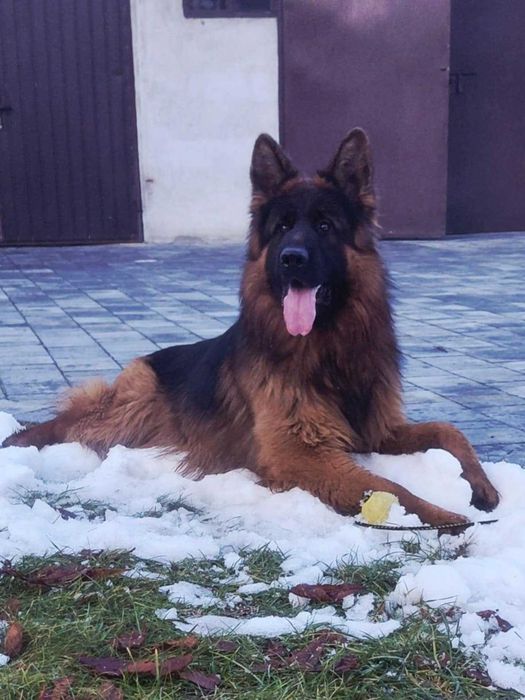 Owczarek Niemiecki Owczarki Niemieckie