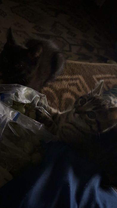 Oddam Kotki za darmo