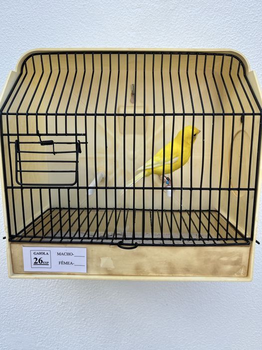 Canários lipocromo amarelo Intenso e Nevados