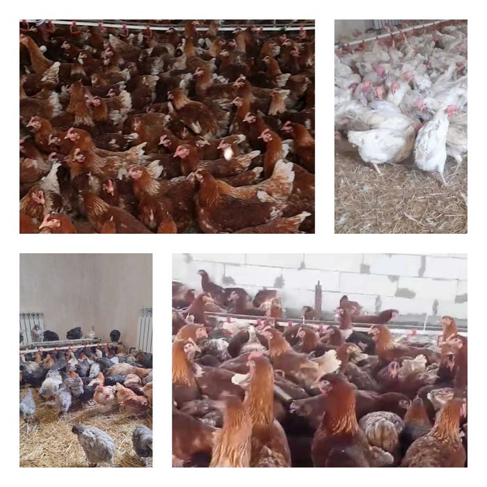 Продам кури несушки! Доставка безкоштовна. Перещепине!