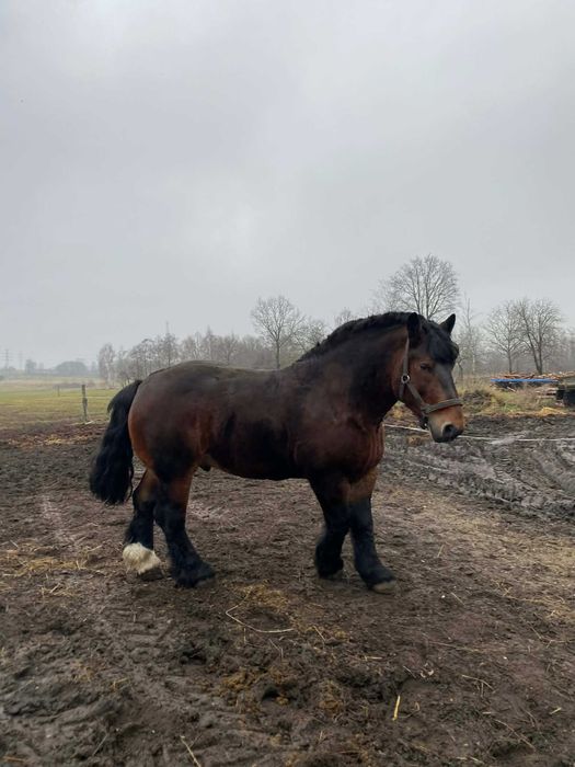 Sprzedam ogierka arden polski