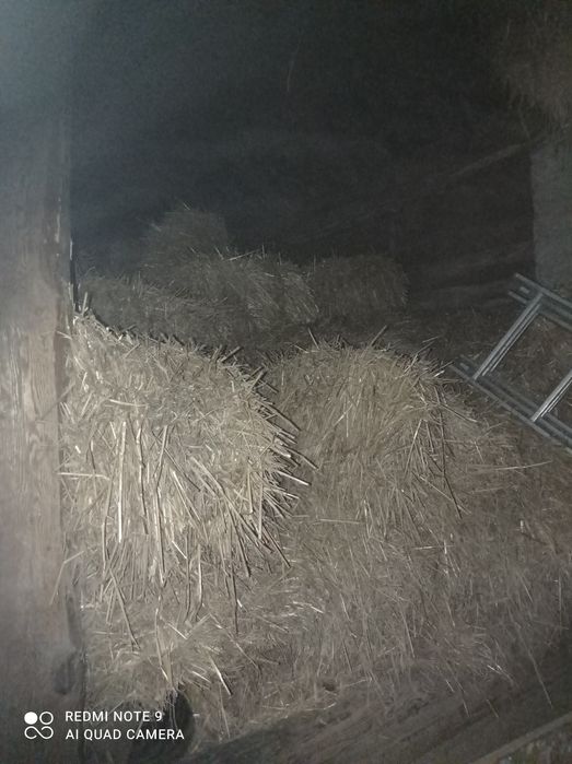 Sprzedam słomę i siano z tego rocznego zbioru