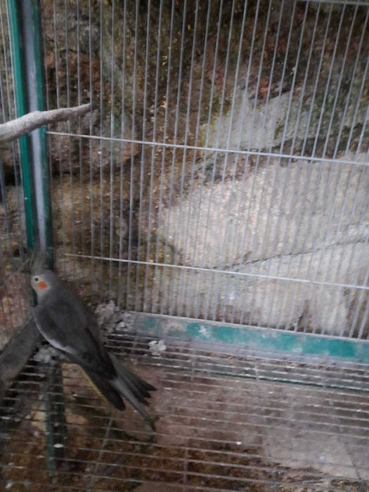 Vendo femea de caturra