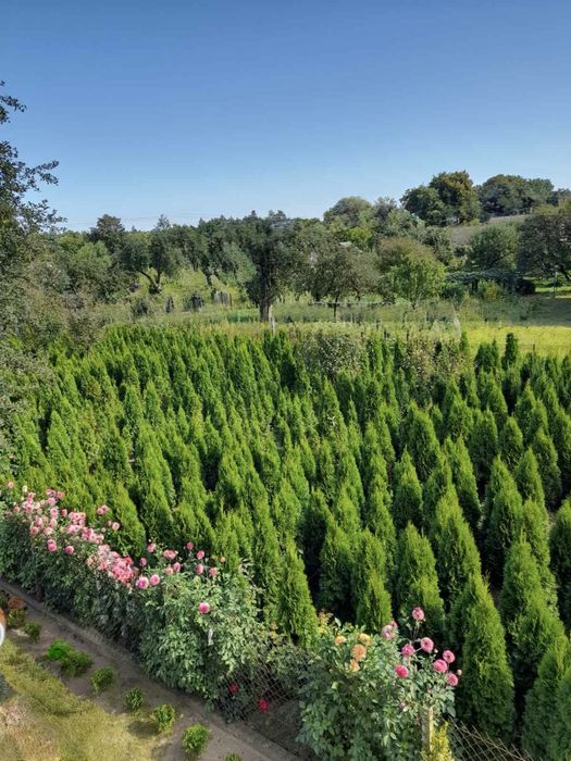 Туя, туї Смарагд 1–2 м • Грунтові, загартовані саджанці