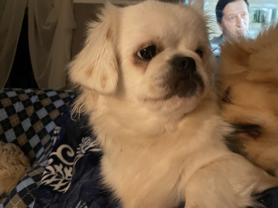 Cadela cruzada de Pequines