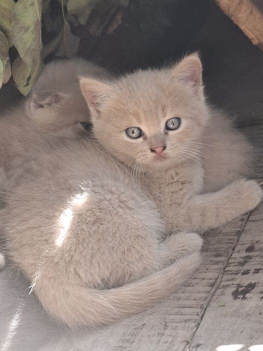 Кошенята від вісловухої рижої мами