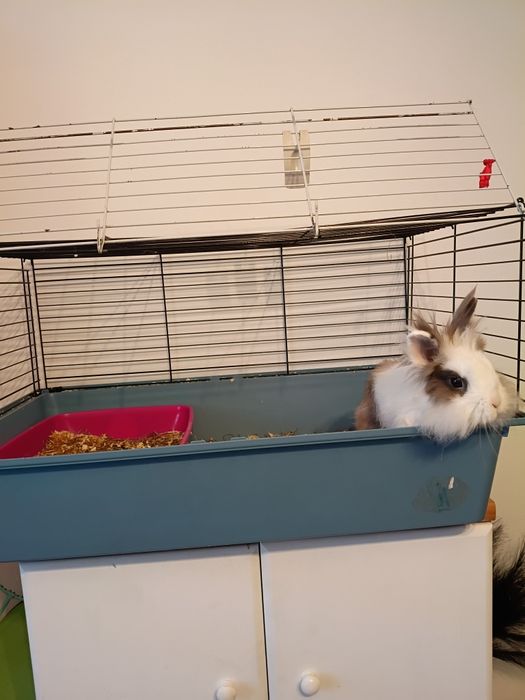 Oddam królika miniaturke