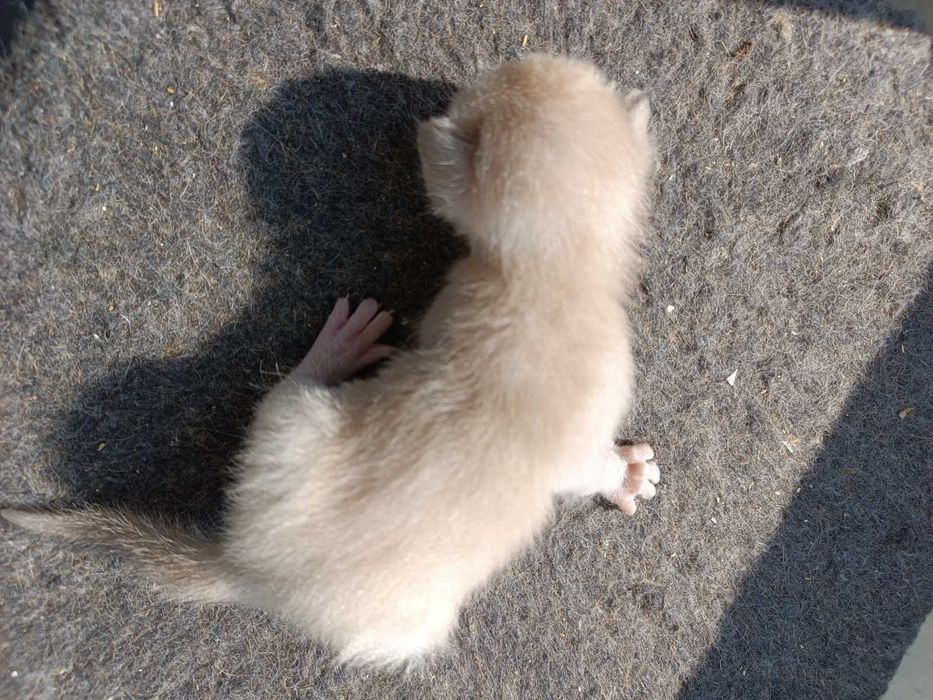 Бурманские котята( бурма), лиловая кошечка