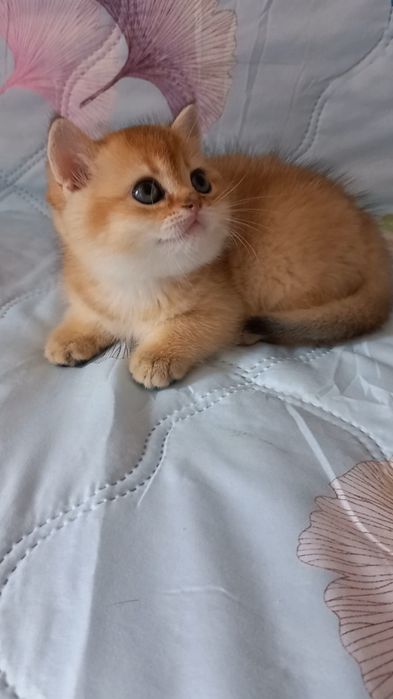 золота шиншила котики
