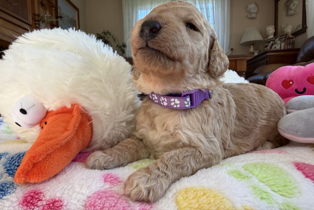 Goldendoodle F1b szczenię