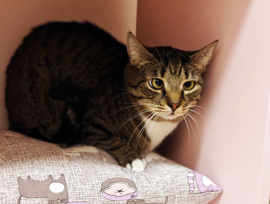 Котик Кузя в гарну родину.1 рік.Стерилізований.Кіт.Коти