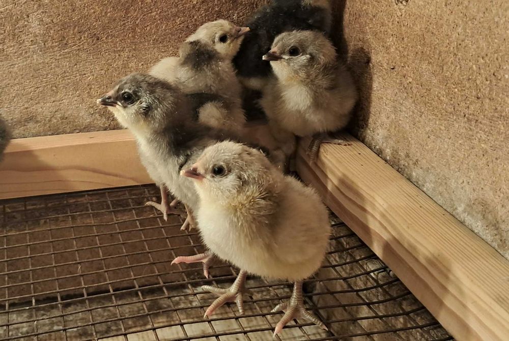 Амераукана інкубаційні яйця, курчата під замовлення