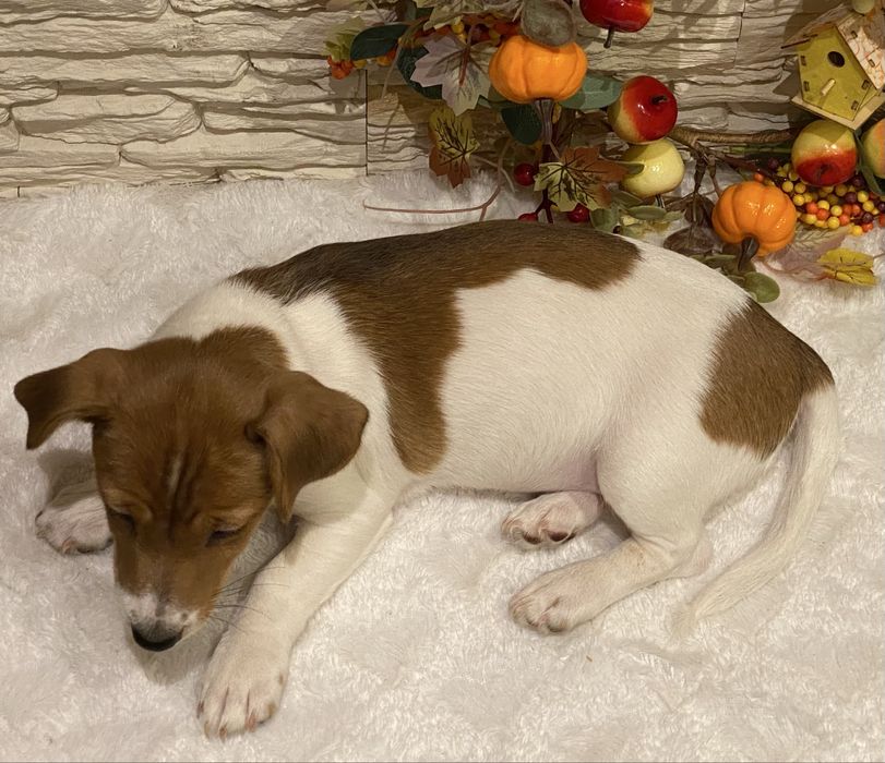 Dziewczynka Aura Jack Russell Terrier do odbioru