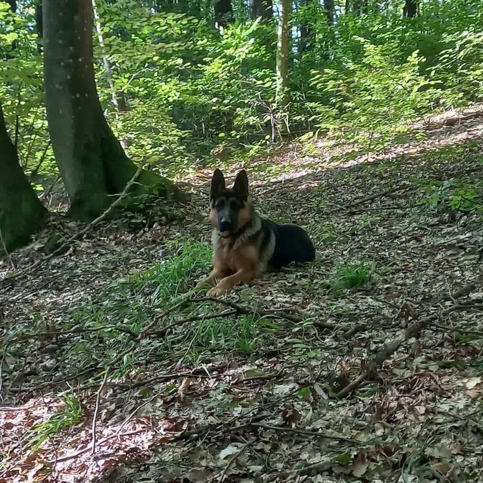 Є собака для вязки вік 1рік 8місяців