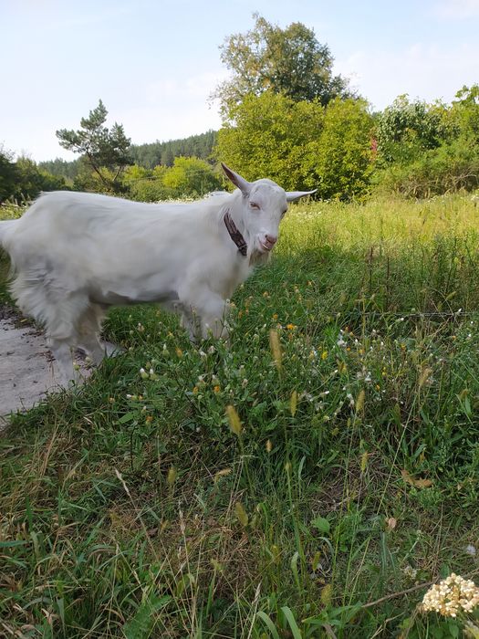 Козел,2козочкі та мати коза