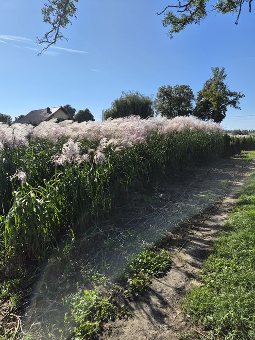 Tuja thuja szmaragd 170-180cm