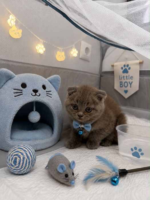 Scottish Fold Macho
