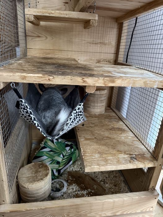 Woliera dla szynszyli - 210 cm - sosna