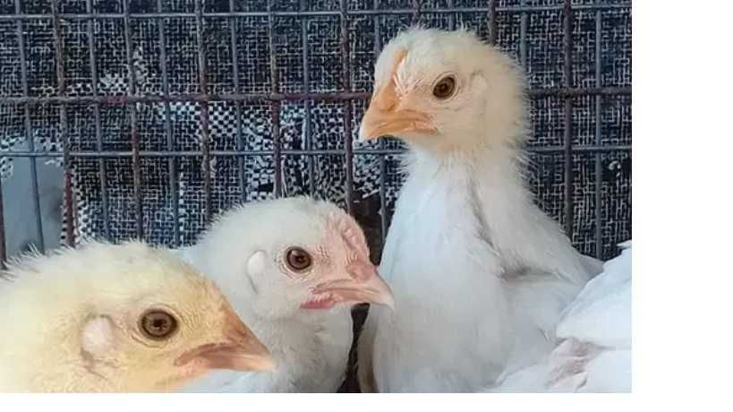 Ovos galados e pintos Marans, Bresse, Sussex tricolor e Faverolles
