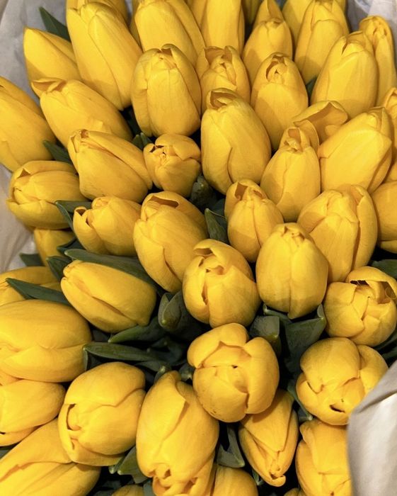 Продаємо тюльпани в  Києві