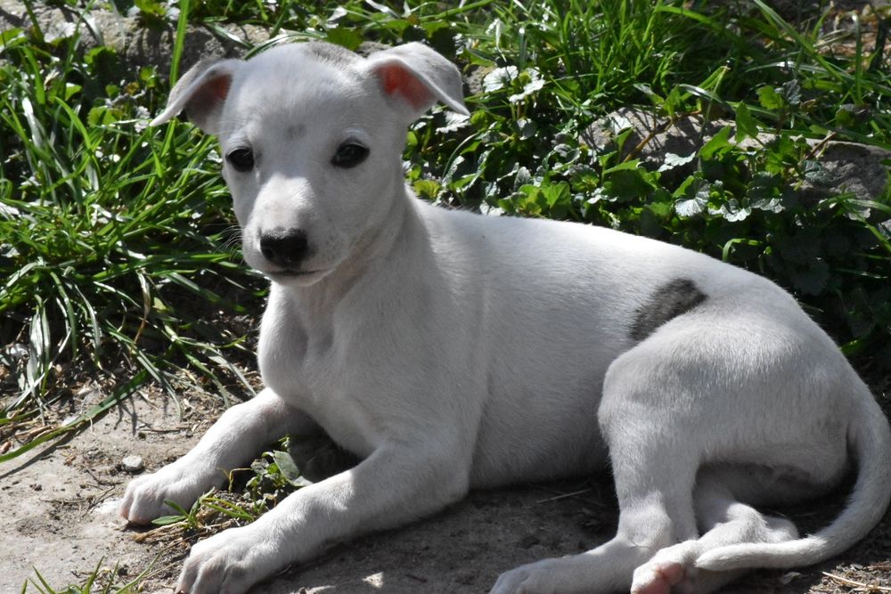 Chart angielski whippet suczka ZKwP FCI