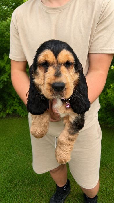 Cocker spaniel angielski suczka