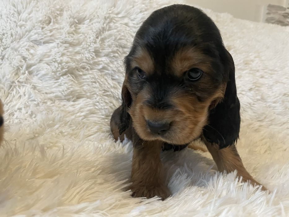 Cocker spaniel piesek