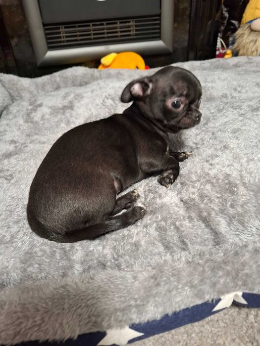 Szczeniak chihuahua klasy wystawowej gotowy do odbioru czarny Zorro.