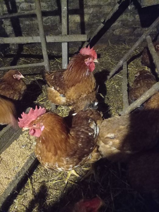 Молоді півні продам