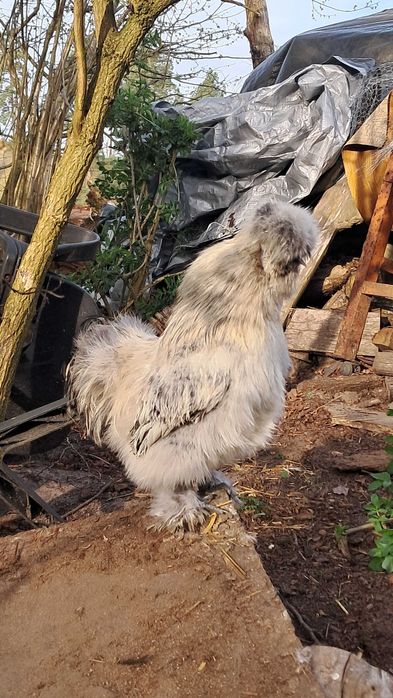 Silka ,Koguty silki jedwabistej, silka