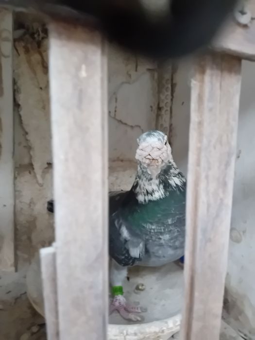 Sprzedam gołębie   I koguty  szabo młode