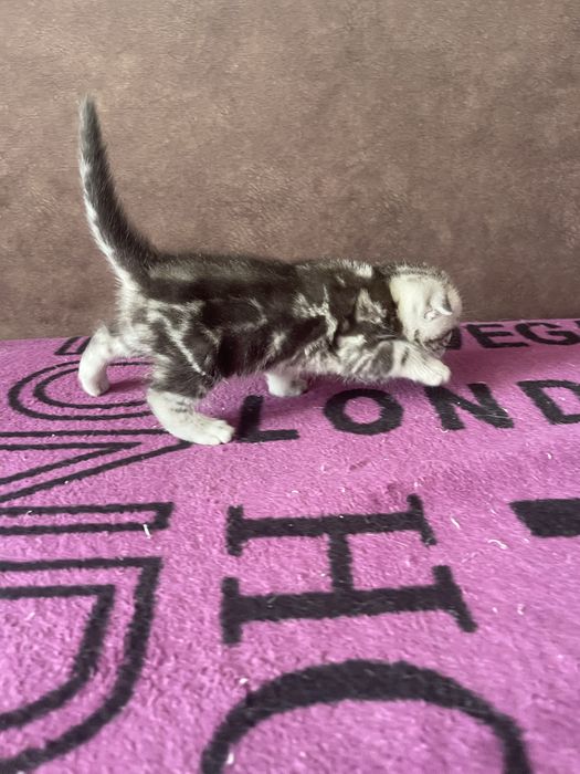 Шотландські кошенята