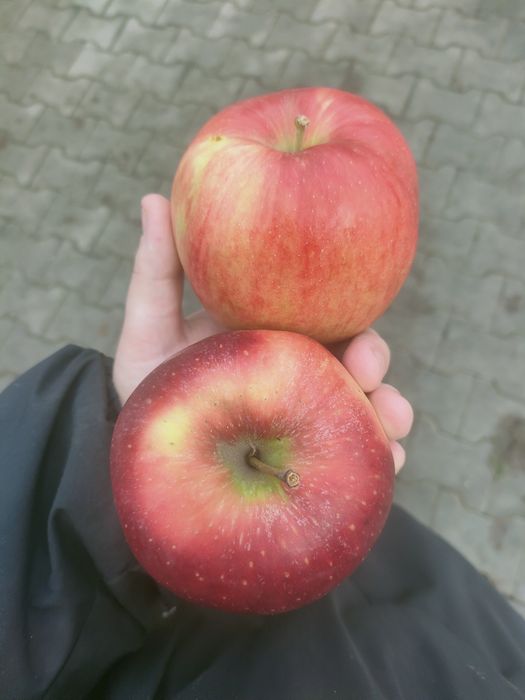 Jabłka jabłuszka wysyłka