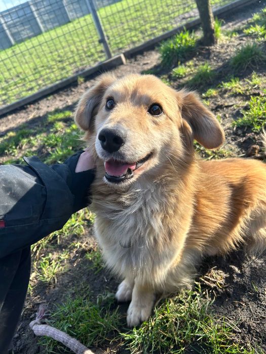 Boguś do adopcji pies Kalisz Wrocław Poznan Łodz