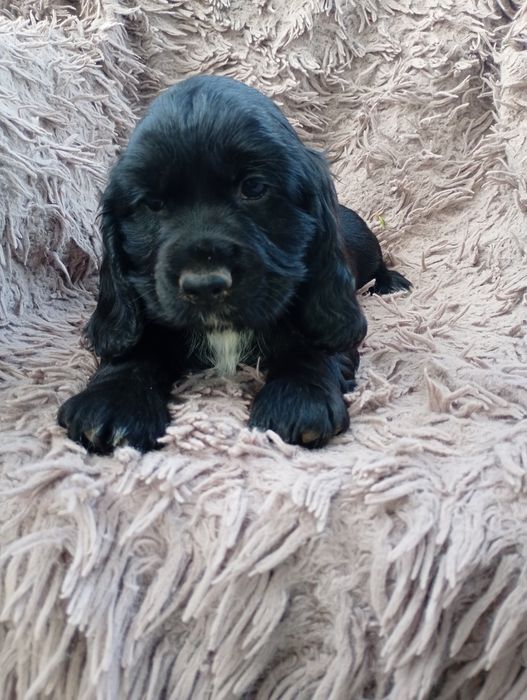 Sunia Cocker Spaniel Angielski