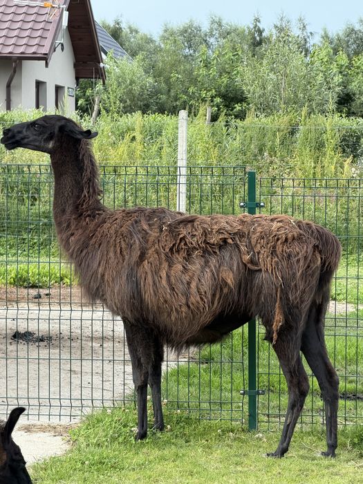 Lama samica sprzedam