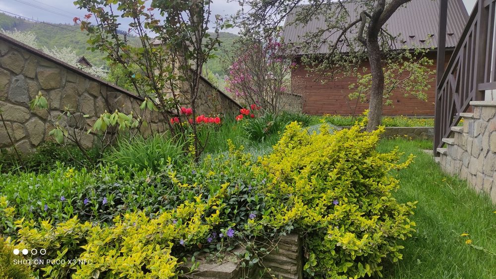 Відпочинок в Карпатах.