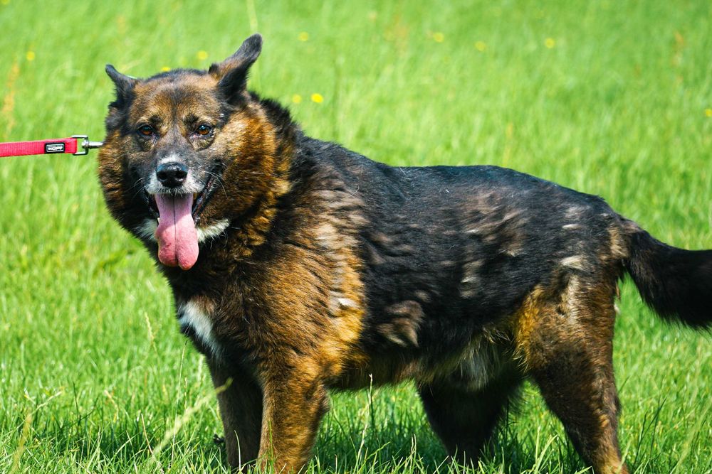 ELBRUS - duży, cudowny psiak