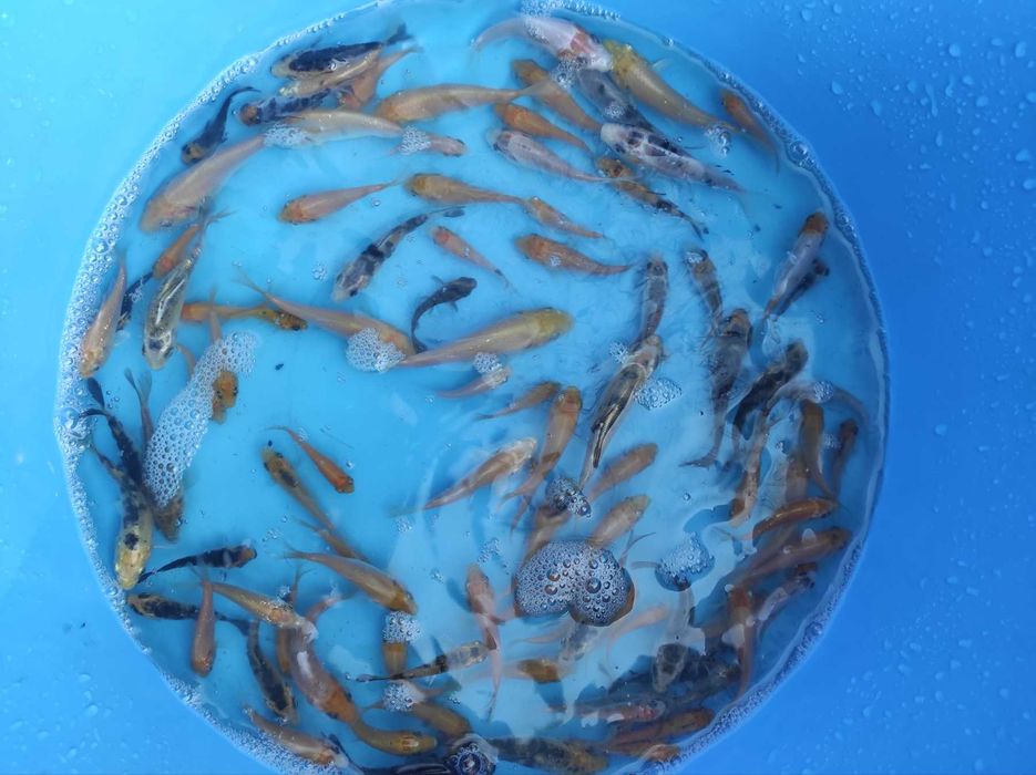 Продам малька карпа Кої