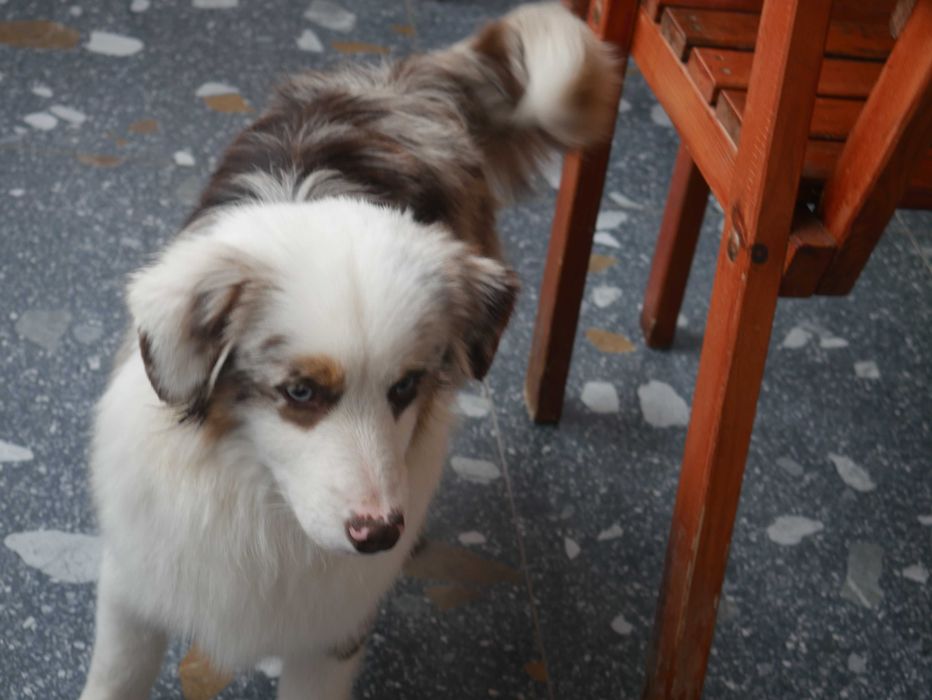 Border Collie pies