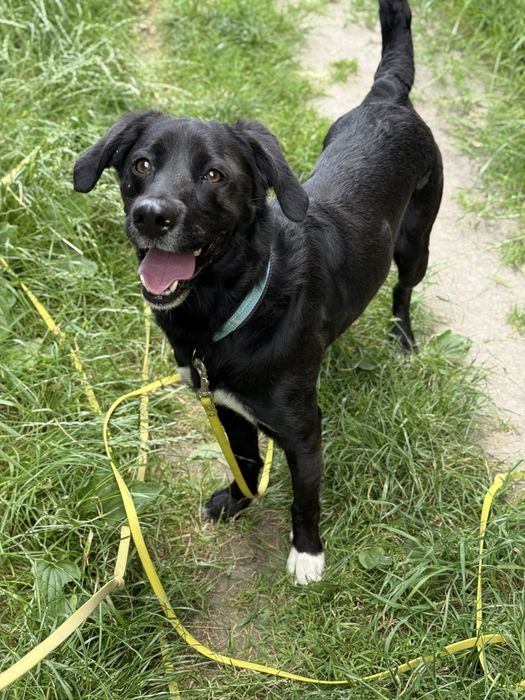 Mini labrador pełen energii pies w schronisku dla zwierząt(młody pies)