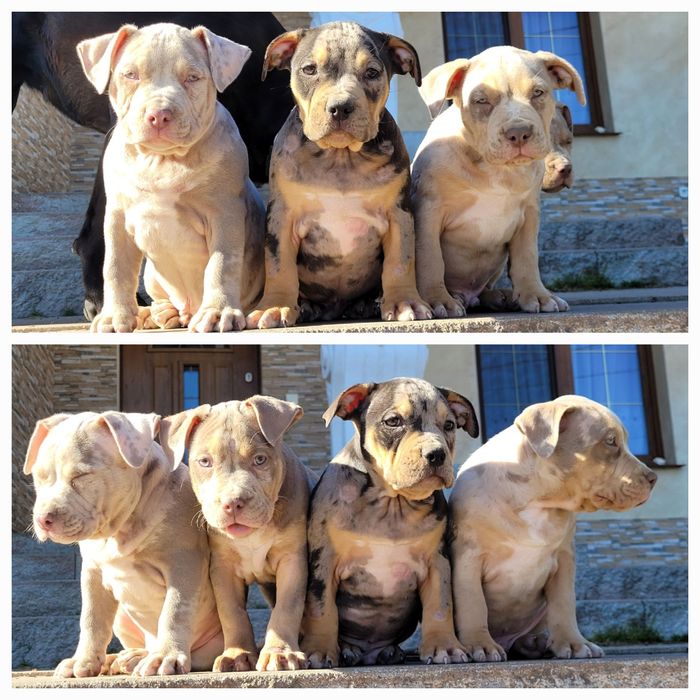American bully lilacc tri merle