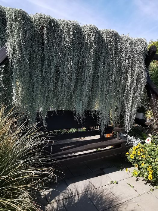 Dichondra srebrzysta