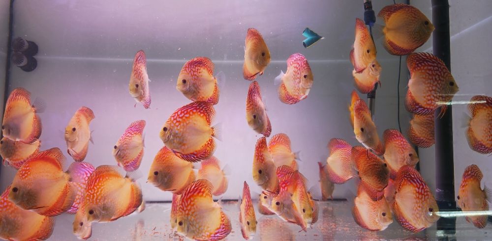 Discus em stock mais 1000 peixes nascidos este ano